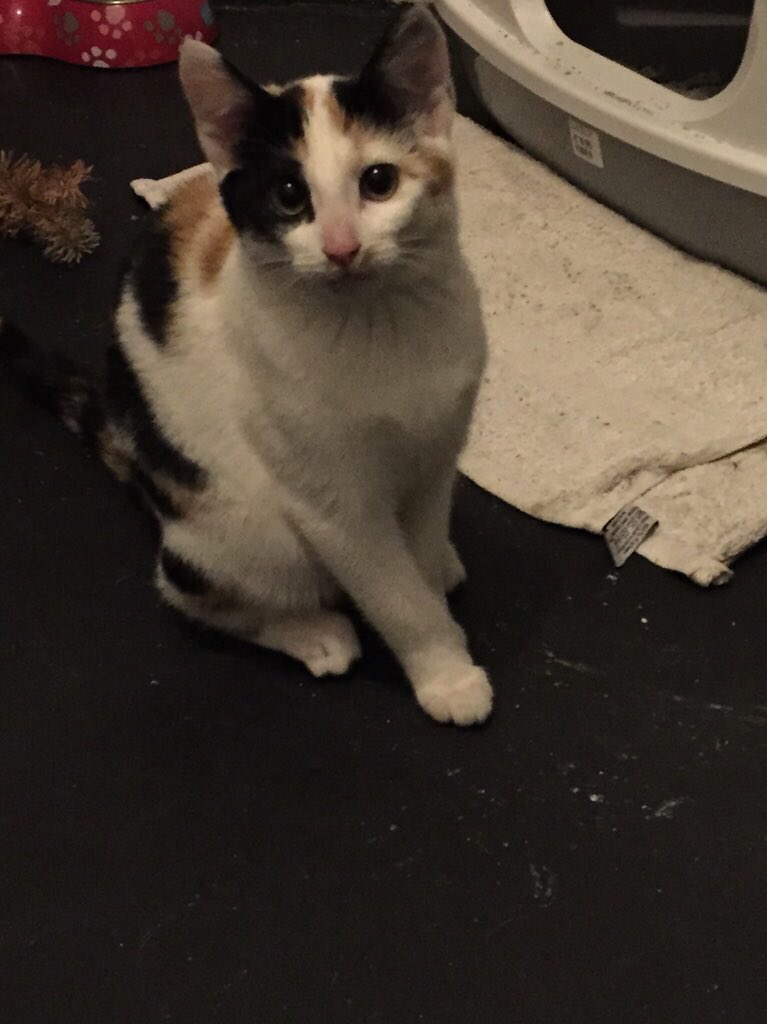 Waar is #chica help ons! <a href="/meldpuntutrecht/">Huisdierenmeldpunt U</a> <a href="/zoiszuilen/">Zo is Zuilen</a> nu ruim 2 dgn #vermist