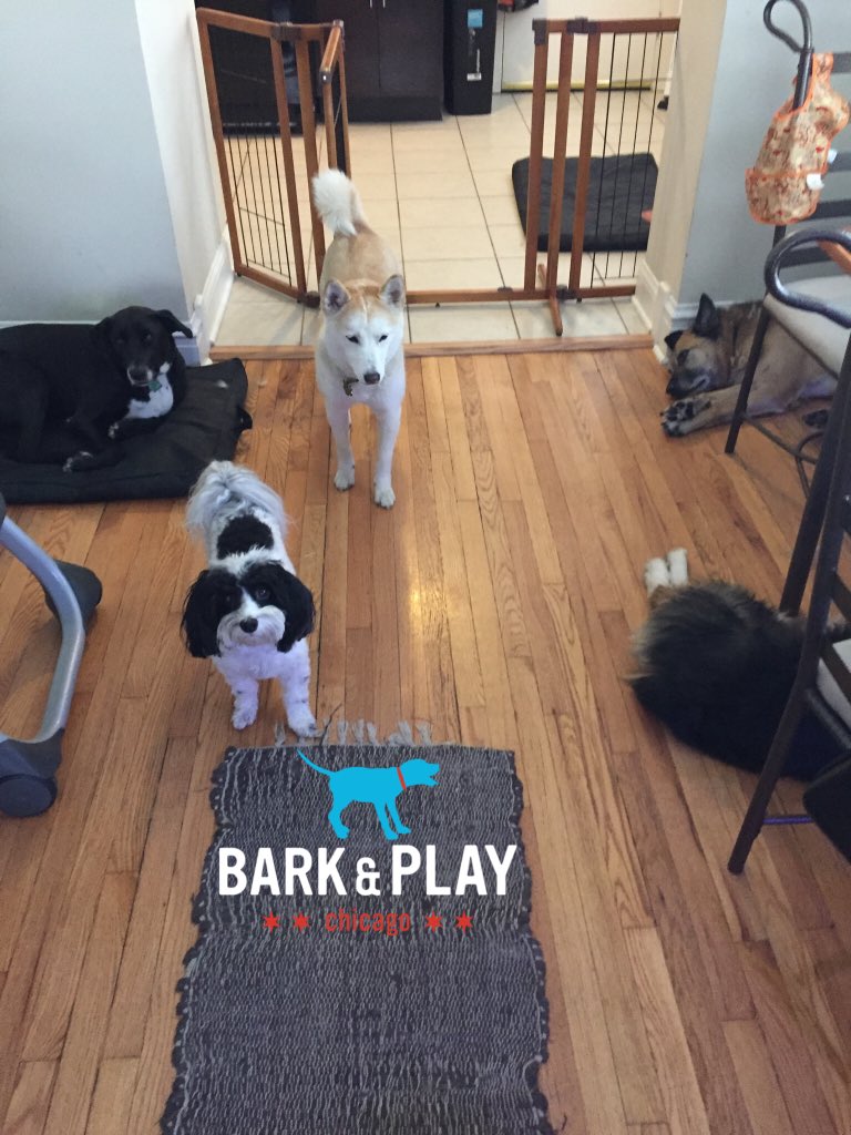 barkandplaychi's tweet photo. Happy Thanksgiving!!! https://t.co/M7mDIfrhc6