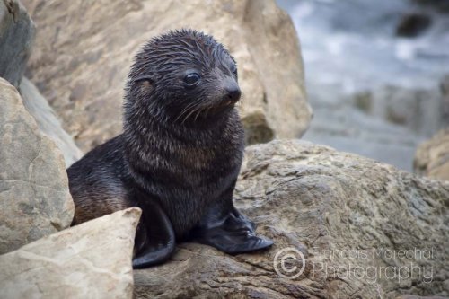 maplleconn's tweet photo. THE 4th ROUND OF VOTING WILL START SOON! Brown Fur Seal Pup vs. Koala! #maplecon #maplecon2k16 https://t.co/rPOcxBz5e9