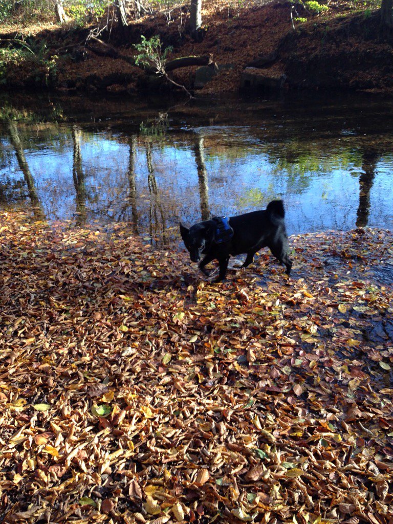 Mich_Schaefer's tweet photo. Unser #Nero https://t.co/MoX4fv50Yl