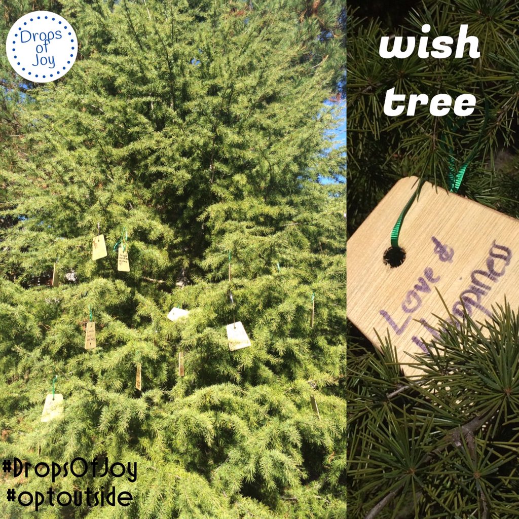 CleanChanges4Me's tweet image. #wishtree on our #Thanksgiving day #walk #DropsOfJoy #optoutside