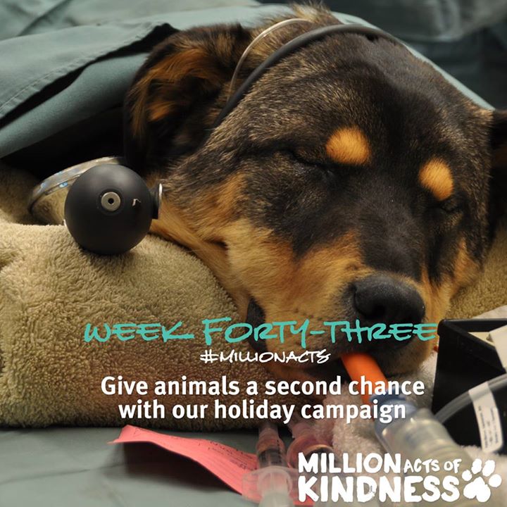 BC SPCA / BCSPCA tweet media