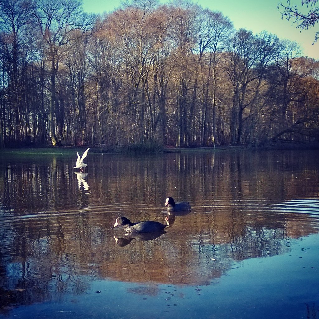 anekirk's tweet photo. Af og til kommer #skønhed ikke kun indefra... #skovsøen #fruensbøge #mitodense #november #spejlbilleder https://t.co/tsxDHdNZjZ