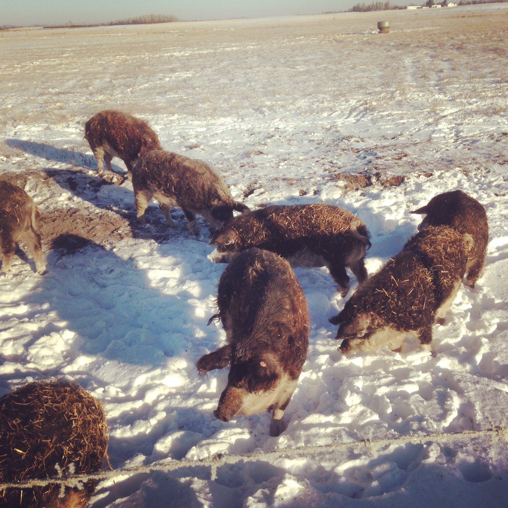 Gr8 morning <a href="/CountryAccent/">Country Accent</a> with @Chef_Brochew. Thx for showing us how farming should be! #Mangalitsa
