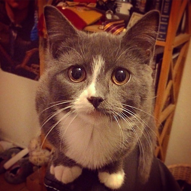 skummelhummel's tweet photo. @CuteCatsCo @TwitchBrotatoe talking about cute cat eyes... I raise you this... https://t.co/xqzpYfLOgd