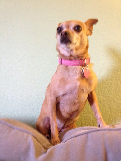 @Purina  #DogThanking https://t.co/n92rtdRZXP<a class="tags" target="_blank" title="On Twitter" href="/?out=eyJ0eXAiOiJKV1QiLCJhbGciOiJIUzUxMiJ9.eyJpYXQiOjE3MjY1NzA4MjQsImlzcyI6InR3cG9ybnN0YXJzLmNvbSIsIm5iZiI6MTcyNjU3MDgyNCwiZXhwIjoxNzU4MTA2ODI0LCJyZWRpcmVjdF91cmwiOiJodHRwczovL3R3aXR0ZXIuY29tL1B1cmluYSJ9.S0_8MvmxFi905a_fNx6kVVRT4kFXjPjRWGU1KOht-xf-pgzebnWu4Up0jBvD1-wpifLUWO6XqhVTmEIqqdJenQ">@Purina</a><a href="/tag/dogthanking"class="tags">#DogThanking</a>