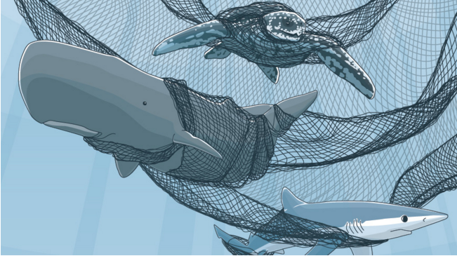 pewenvironment's tweet photo. We CAN avoid killing porpoises, whales when catching swordfish—&amp; @PacificCouncil should act: https://t.co/6Q0U0mOLc6 https://t.co/TEjWPS6kev