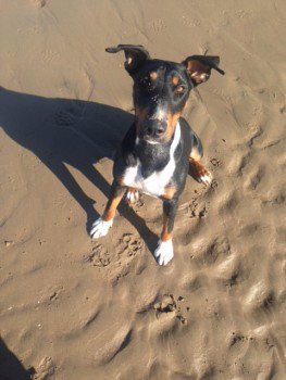 millypod1's tweet photo. #Lost YOUNG Doberman X English Bull Mix Female
#WinterbourneEarls #Salisbury #Wiltshire #SP4
https://t.co/mLmwT7lE0w https://t.co/9g2xTmfKaQ