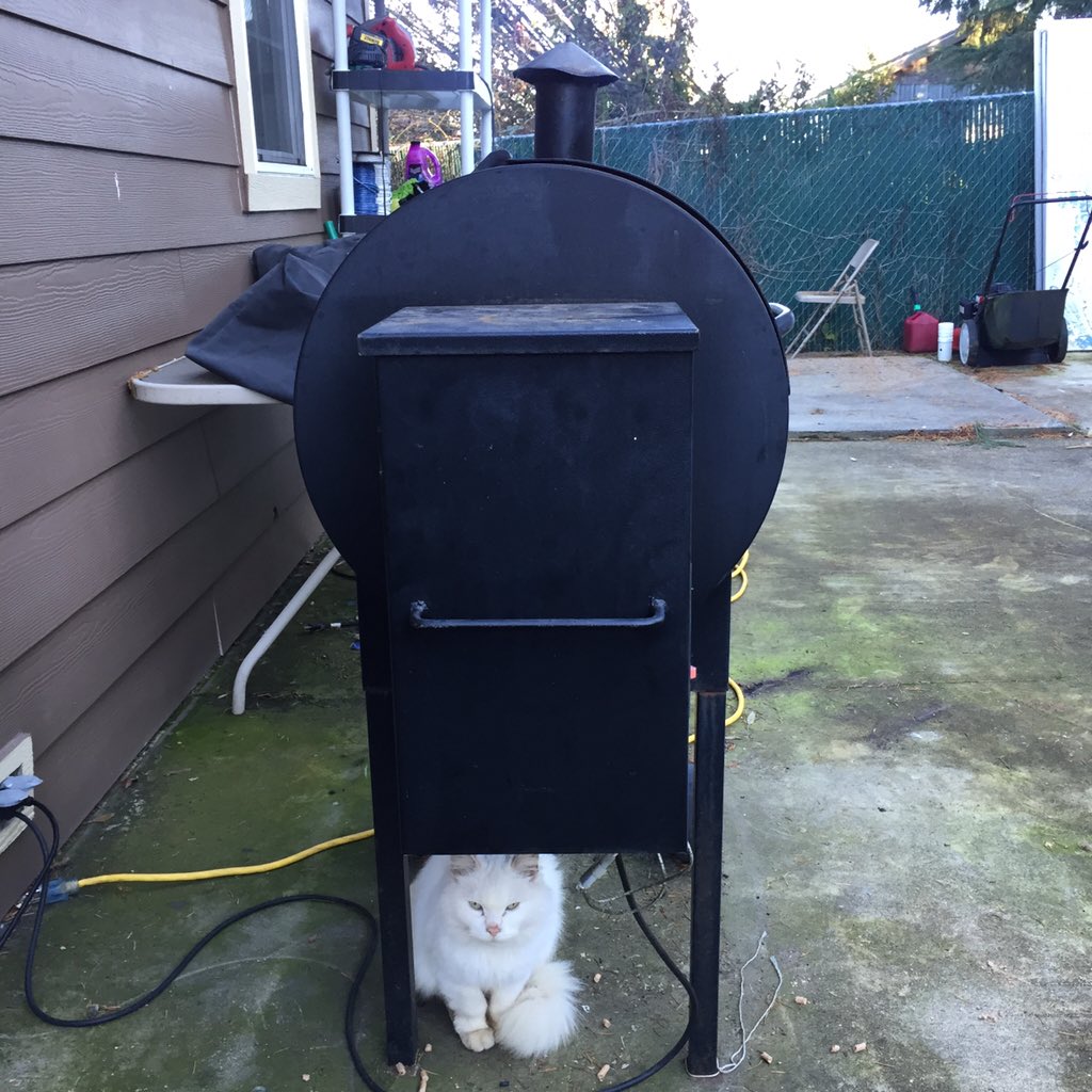 ShatteredOakB's tweet photo. #Coco wants #Turkey @CatsOnTap Happy Thanksgiving from us to you and yours! #brewcat #beerkitty  #beercat #BranchOut https://t.co/d0nhMez4U9
