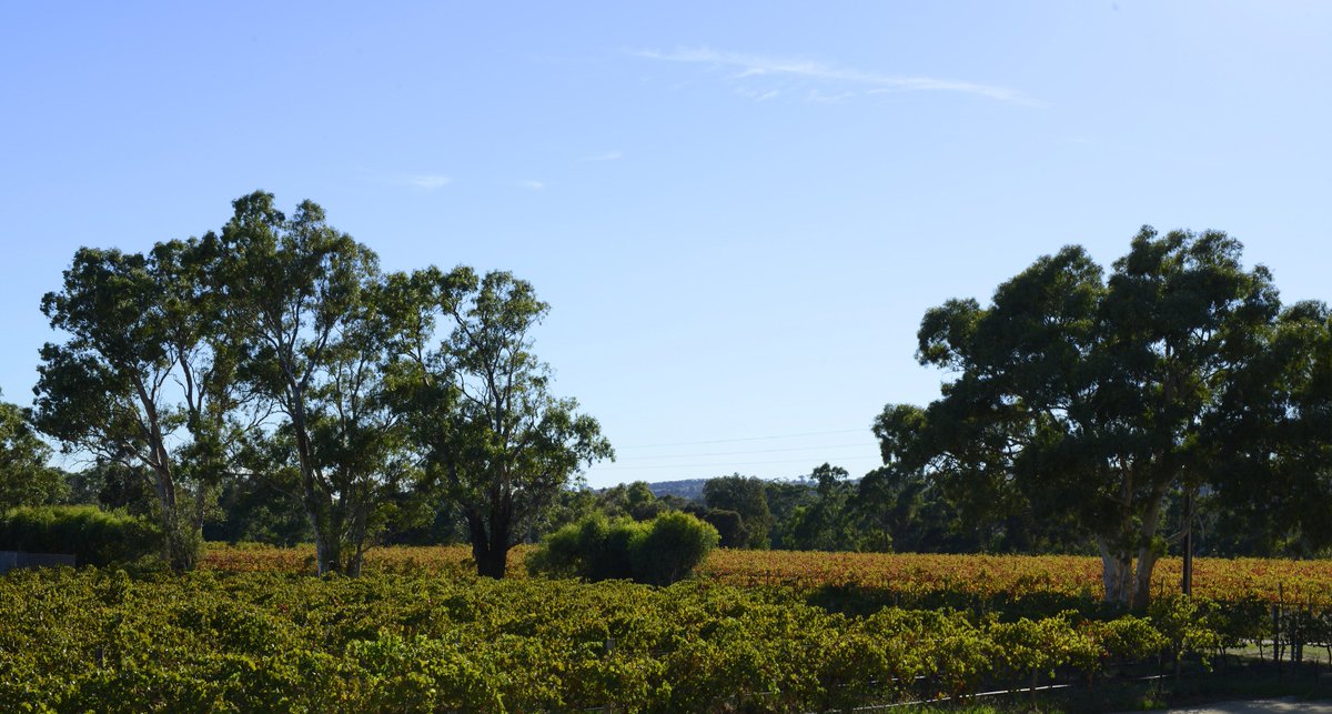 kangarilla's tweet photo. @ShirazGuru @mclaren_vale @AWTG100 @WineTweeters @winewankers @kangarilla Thanks for the love. https://t.co/VVQbwRkOGb