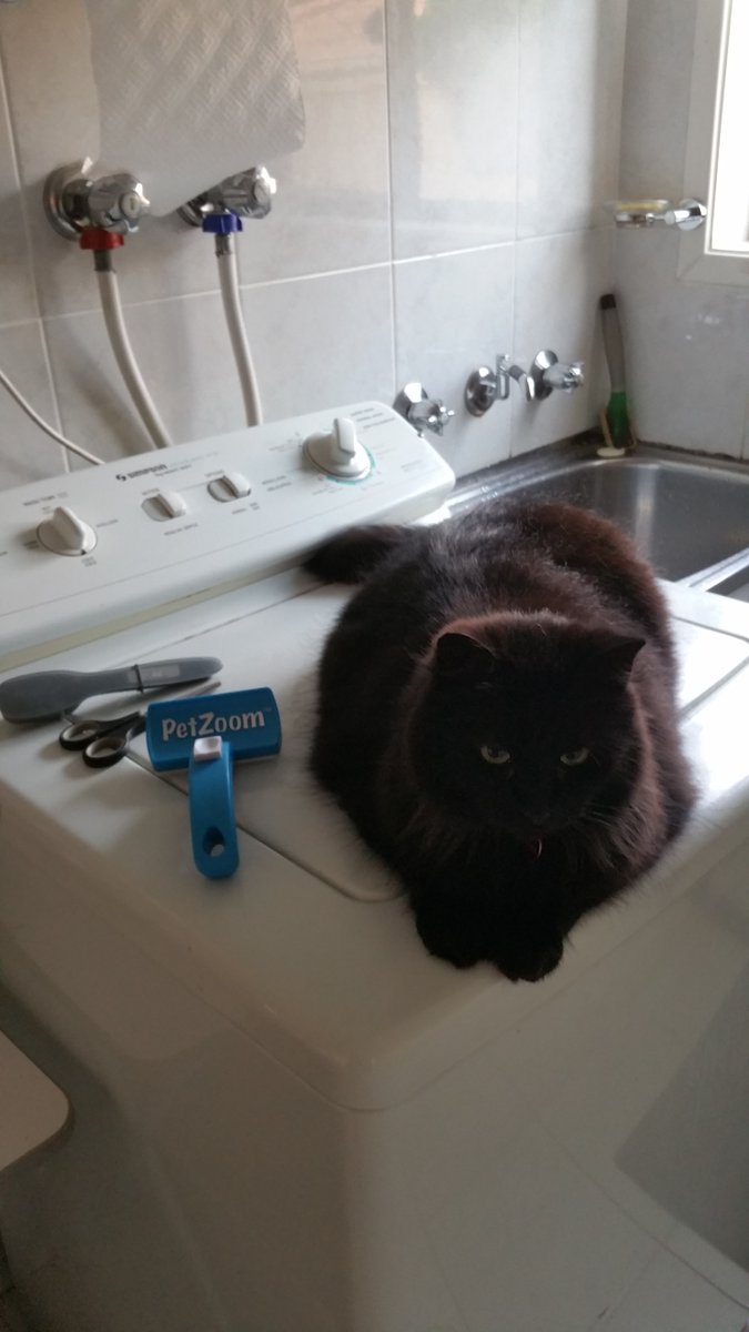 SASHAANDJESS's tweet image. Our little sister is not looking forward to her brush ...