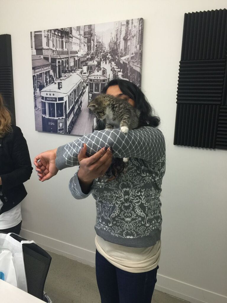 hoist's tweet photo. Kittens @ Hoist! Thanks @Uber_NZ @SPCAWgtn #ubberkittensnz https://t.co/f5XuguvxPc
