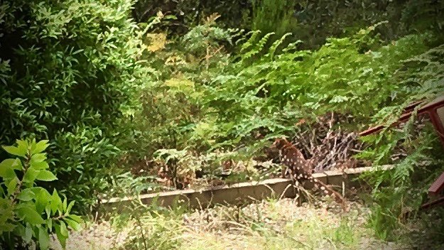 Spotted-tailed quoll, by Stilgherrian