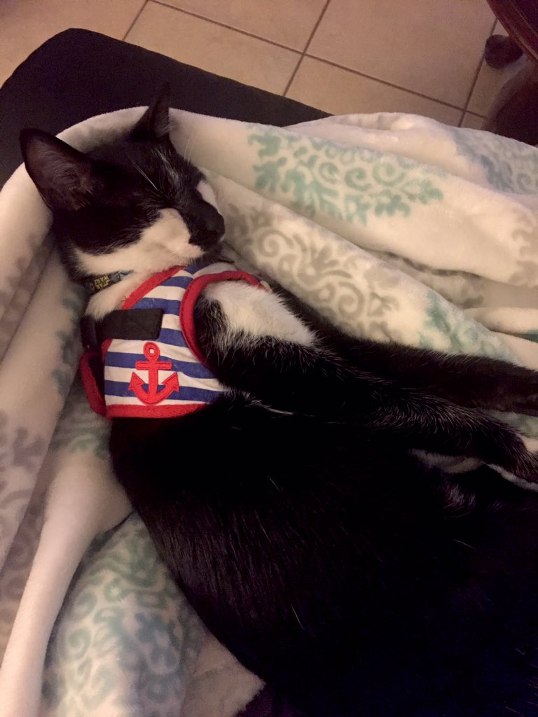 I'm a STUFFED TURKEY!! 
Happy Cats-giving ;) 
#CatsOfTwitter