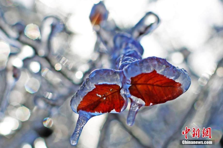 IdaSales15's tweet photo. Flowers and leaves are 'locked' in ice after a sudden drop in temperature in China's Hubei province. https://t.co/aYmF4kDqzS