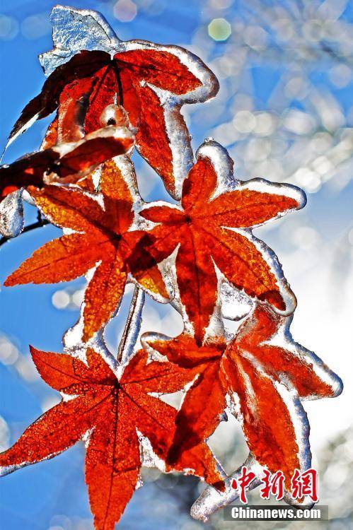 IdaSales15's tweet photo. Flowers and leaves are 'locked' in ice after a sudden drop in temperature in China's Hubei province. https://t.co/aYmF4kDqzS