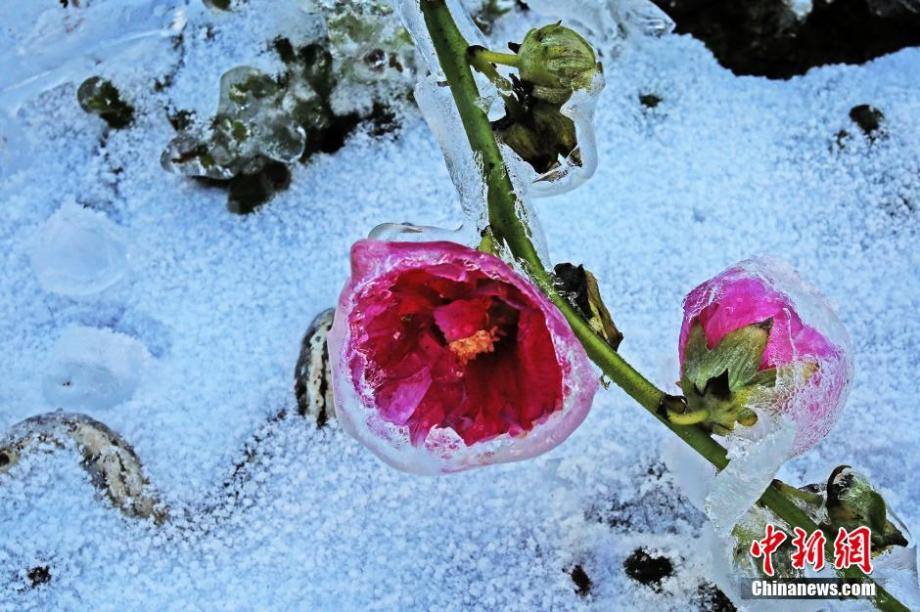 IdaSales15's tweet photo. Flowers and leaves are 'locked' in ice after a sudden drop in temperature in China's Hubei province. https://t.co/aYmF4kDqzS
