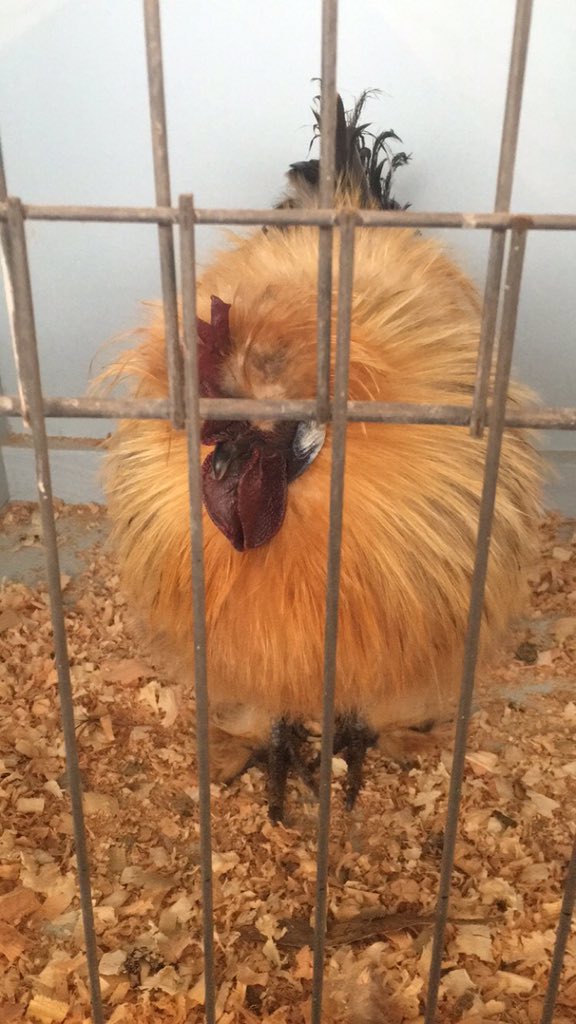 CaitlinH26's tweet photo. One of the special chickens in the running for grand champion at the #devonportshow @theadvocatetas @Devonportcity https://t.co/do2BhcQKPd
