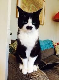 thesiansims's tweet photo. #FoundInMySearchHistory Cats with moustaches https://t.co/5ihkimKImY