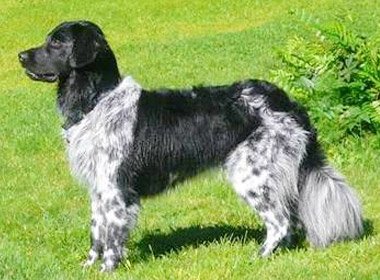 Wodeshed's tweet image. #RareDogs Stabyhoun, from the Frisian forest.  Like that helps.