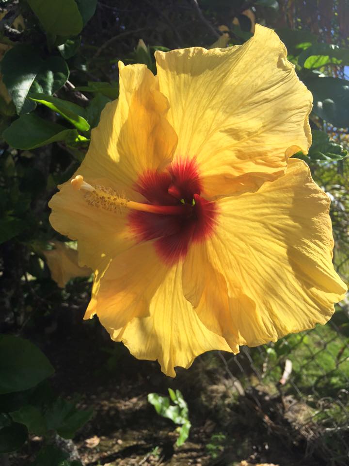 mdyerglobal's tweet photo. When you move to Hawaii, you'll learn to appreciate the simple beauty's in life! #HawaiiLocal #MoveToHawaii https://t.co/WoNPGHgi79