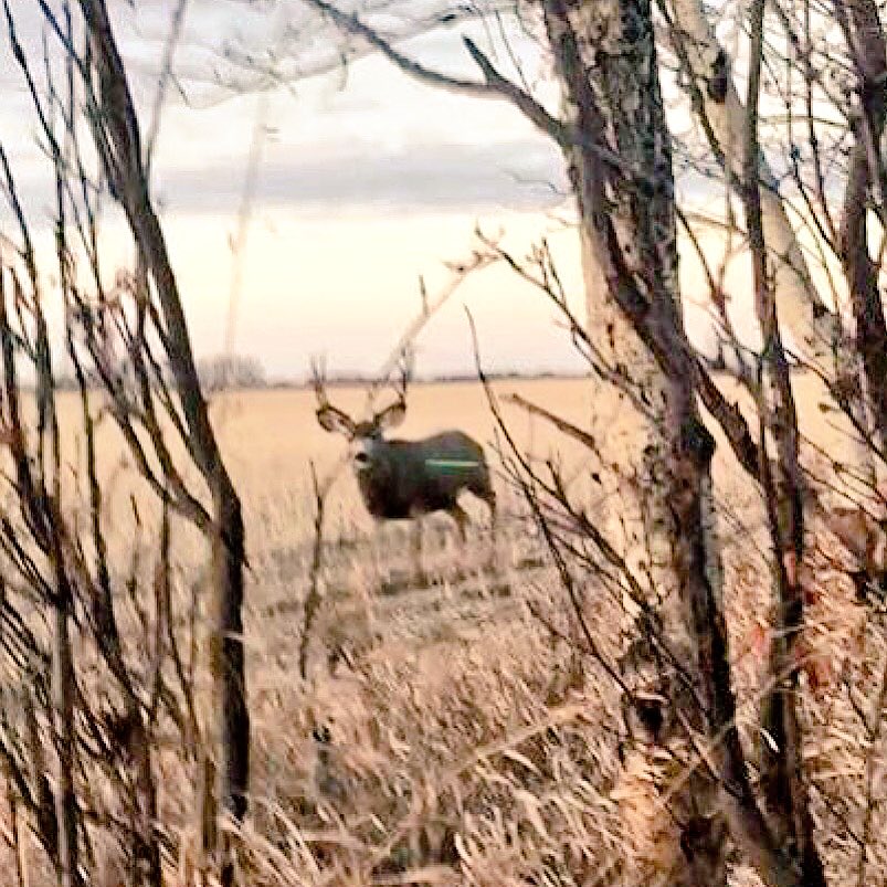 reapthebone's tweet photo. The moment before he got punched! #nocturnalgreen #muleydown https://t.co/vMsJTzjKa3