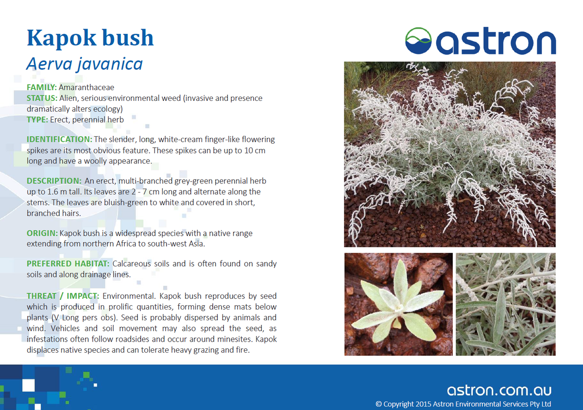 Astron_Enviro's tweet photo. Have you heard of the Kapok bush? A serious #environmentalweed originating from Africa to south-east Asia. https://t.co/UhSWpi3IyQ