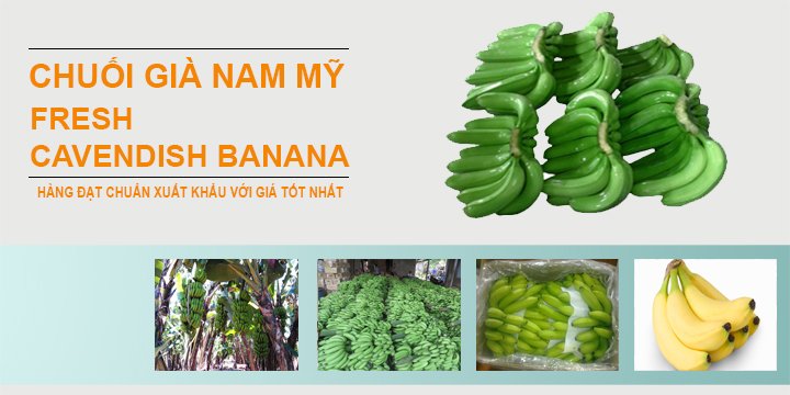 GoodpriceVn's tweet photo. Check #Fresh_Cavendish_Banana_VietNam
Certification: #Phytosantary, #C/O, #VietGAP
Click<>https://t.co/G9Xxsiarj0 https://t.co/35KQp71xOd