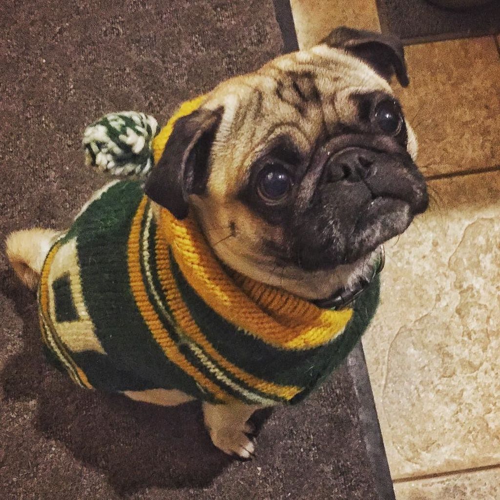 ericmistry's tweet photo. Go Pug Go! #packerpug https://t.co/W6i5hCifD1 https://t.co/M895M3Aznu