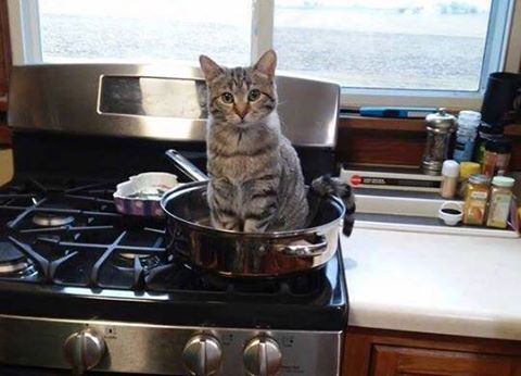 JapaneseStation's tweet photo. Kucing Pemberani Ini Menawarkan Dirinya Sebagai Menu Makan Malam | https://t.co/F1vitvKfu7 https://t.co/q8W7bo1bsX