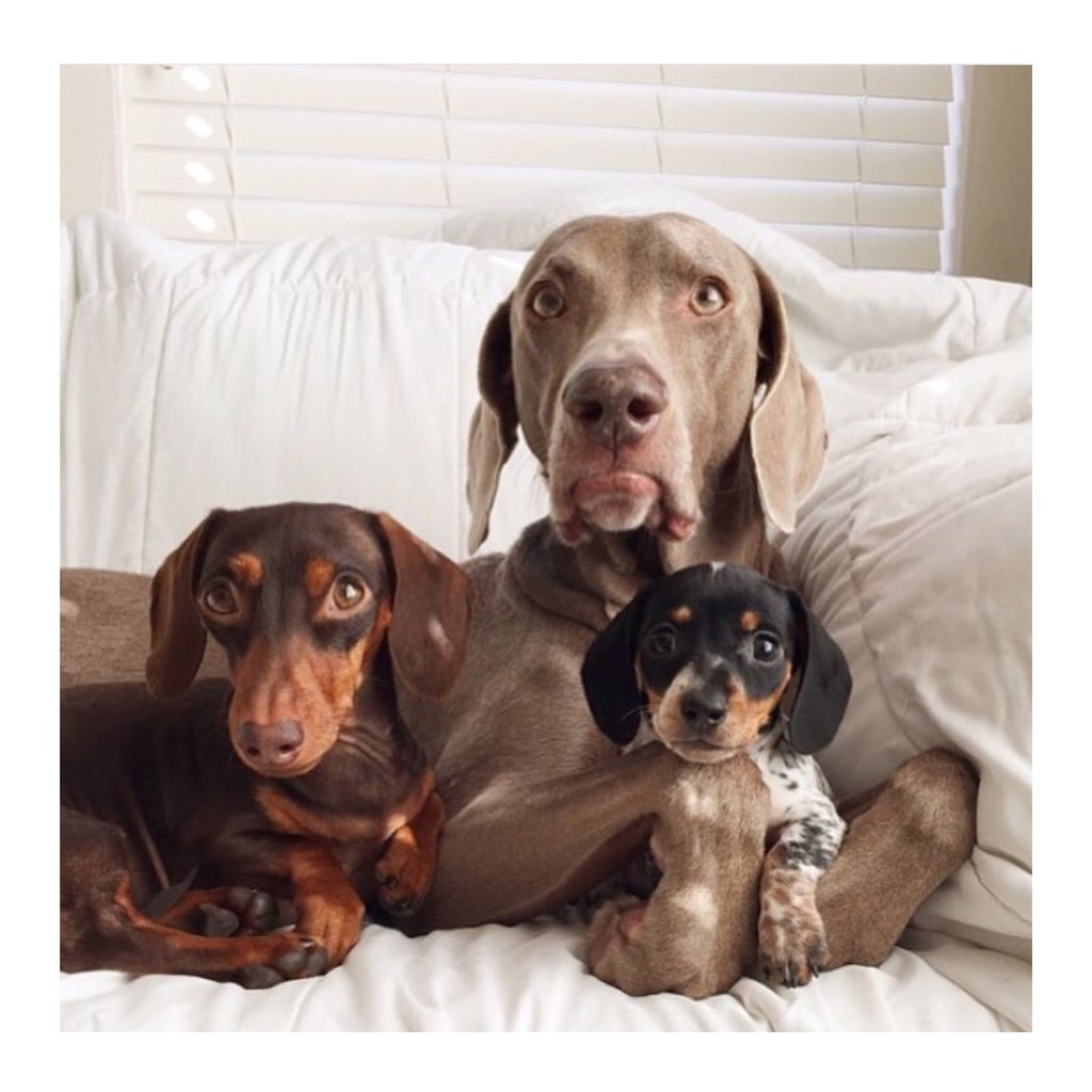 petparentUSA's tweet photo. We hope you had a beautiful day with the ones you love! #happythanksgiving #PetParent #snuggletime https://t.co/HwhLpZm06H