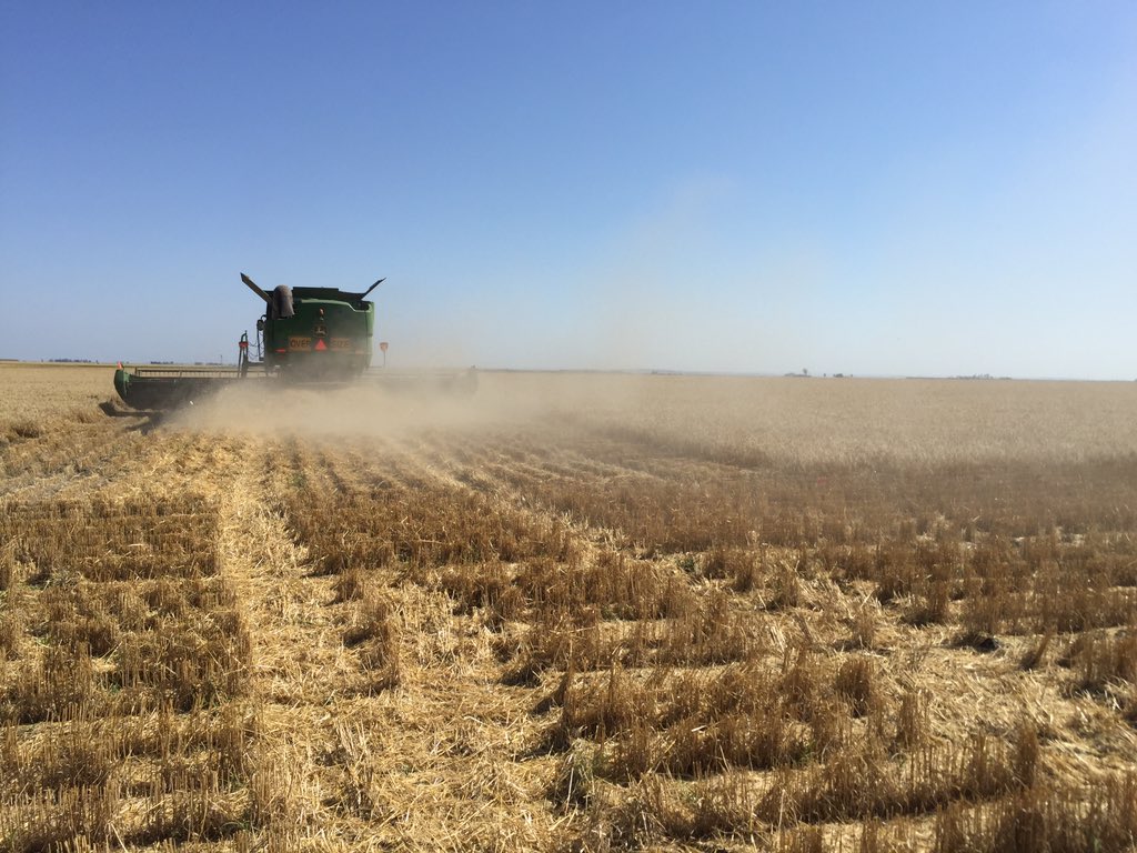 bedeomara74's tweet photo. Into it! #cdgg CentralDownsGrowerGroup @theGRDC DeeP trial harvest 2nd yr looks like Deep P wins! @agronomy_sharon https://t.co/4L6wTVDMxn
