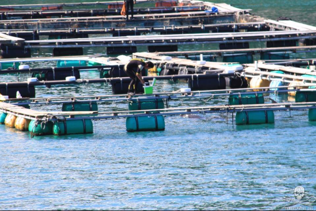 dolphinval21's tweet photo. 今日何頭かのイルカが保管場所へ移されました。 地獄の調教を受けさせられ、水族館へ売られて行きます.  #dolphinshows #イルカ天使 #eajapan https://t.co/Ab0W71ey1q