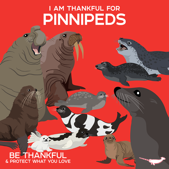 DailyPinniped's tweet photo. I'm #Thankful for Pinnipeds! Great pic by @PepomintNarwhal (https://t.co/4h8g7Nvs3H) #ConservationThroughCreativity https://t.co/628QMiABwp
