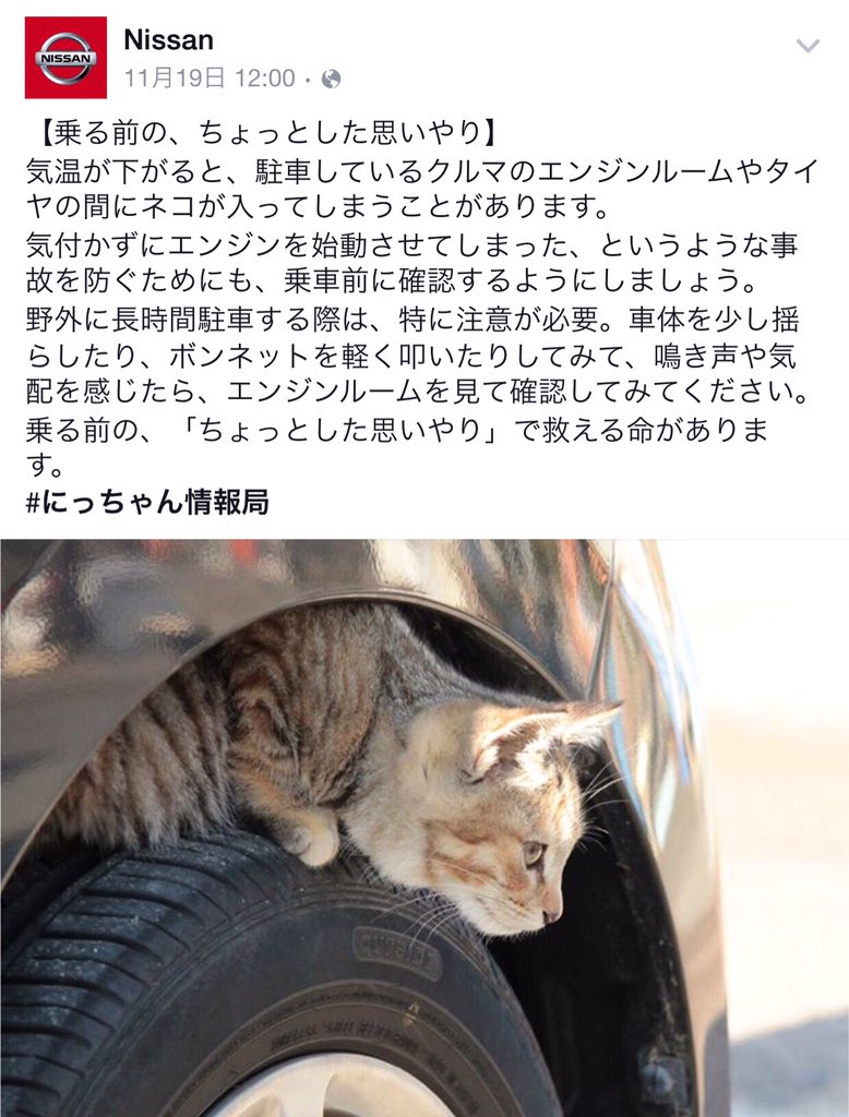 CatsNor's tweet photo. 日産自動車が、公式FBアカウントで注意を促してくれています。この辺りの猫も、パチンコ屋駐車場の車下によくいるので、すごく有難いことです✋
是非、リツイートして下さい🙏

 #cat #猫 #野良猫 #地域猫 https://t.co/udAAYXRfny