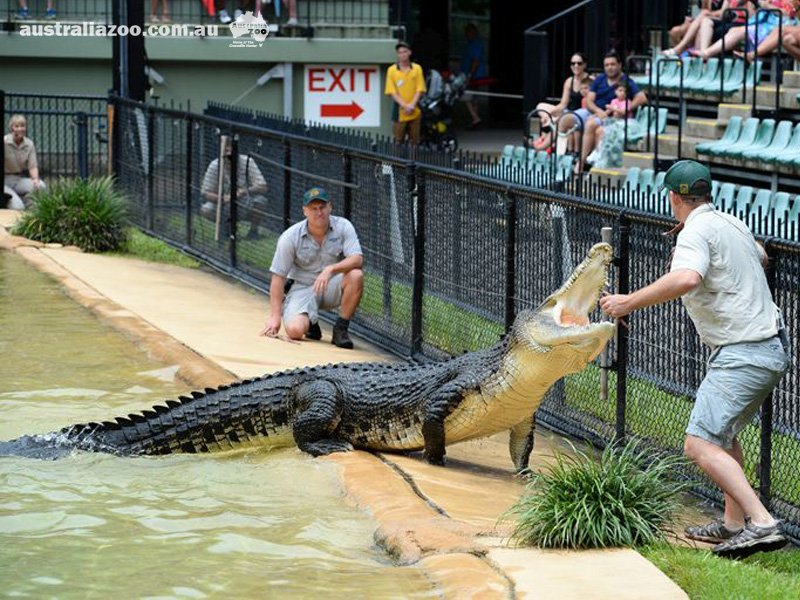 Australia Zoo On Twitter Monty Is In The Australian Saltwater Crocodile Series From The Royalaustmint A Great Gift For Croc Enthusiasts Https T Co 92xydrsull