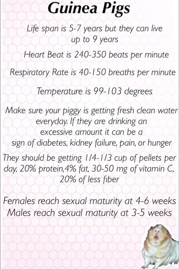 aaseely's tweet photo. #guineapigs #healthinfomation https://t.co/QIsANvVLAP