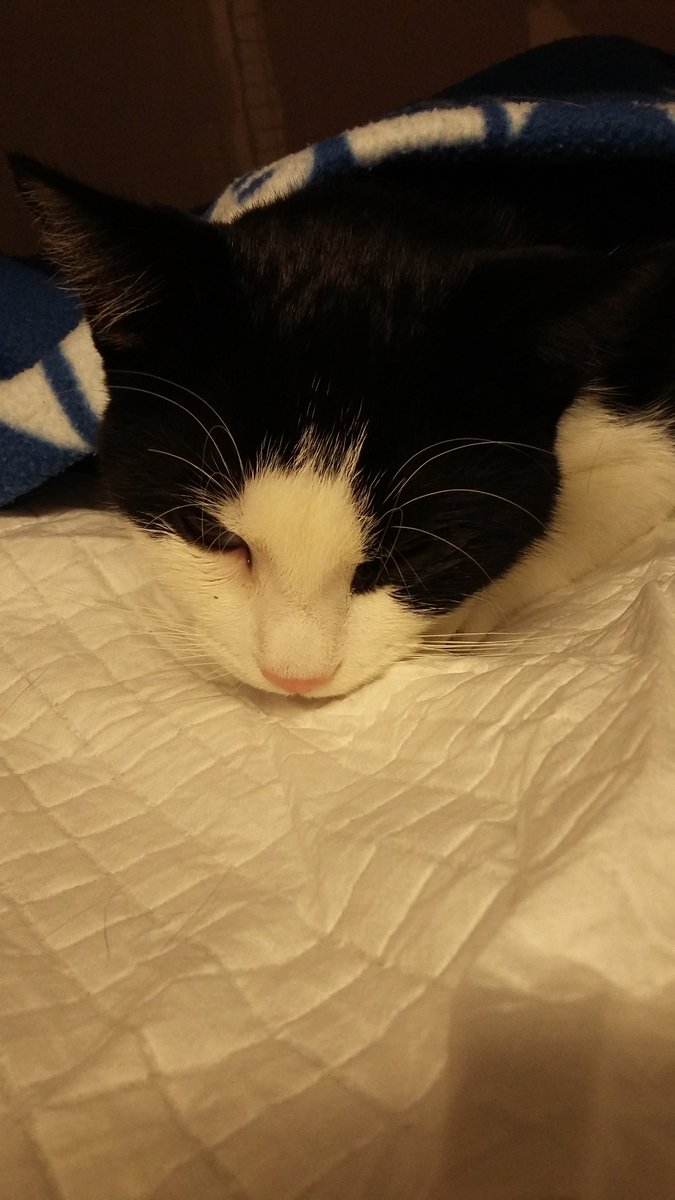 ArdieKapinga's tweet photo. Gisteren voor de stichting zwerfkat almere weer een kat gecastreerd https://t.co/1EIX8vY1Of
