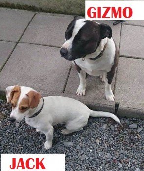 millypod1's tweet photo. #Lost Staffordshire Bull Terrier &Jack Russell BOTH Male #Irvinestown #NorthernIreland #BT94 https://t.co/LQI8Y7xw77 https://t.co/T1h5yuktPM