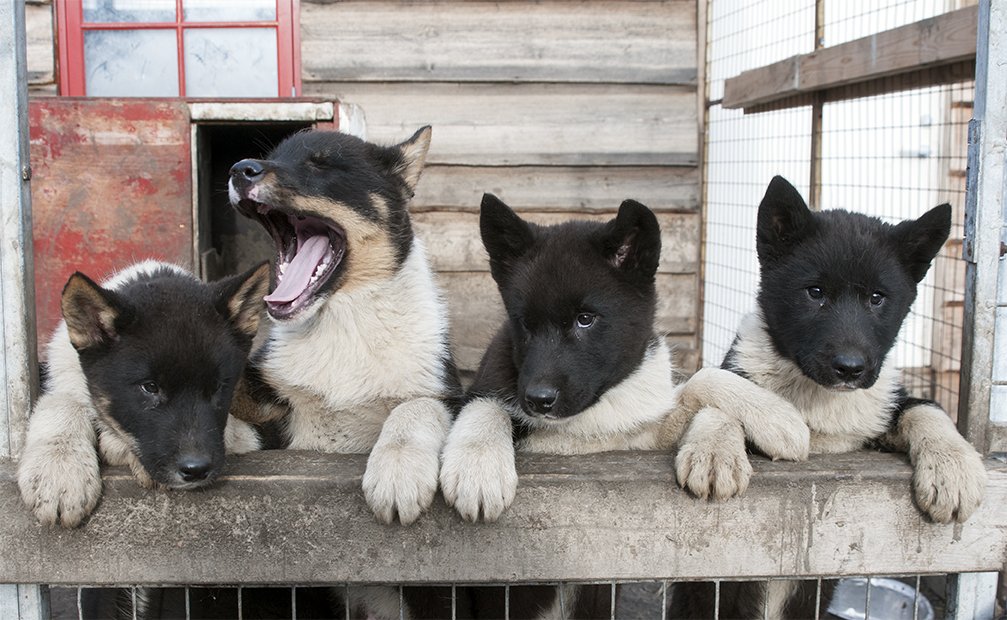 greensvalbard's tweet photo. #Svalbard #huskynation #Arctic #greendogsvalbard https://t.co/AVzzHCcbfo