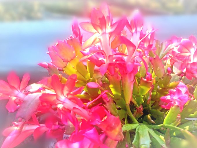 植木のtwitterイラスト検索結果 古い順