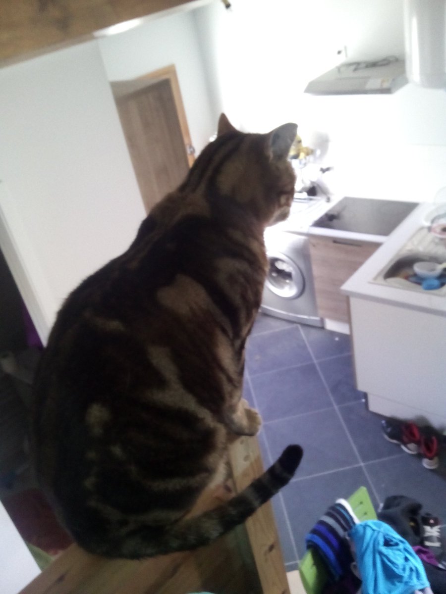 tyrin83's tweet photo. Assassin's cat ! Chasseur de twit ;) #swtln #GSB2015 https://t.co/VX8KXROpLb