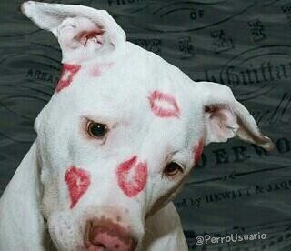 Estas deben ser las únicas marcas que me dejes🐕  #BastaDeMaltratoAnimal