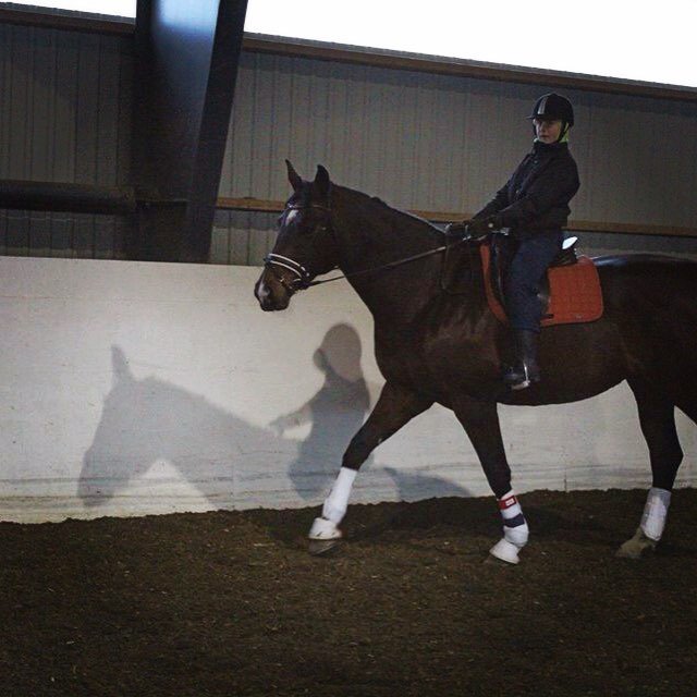 EQPpics's tweet photo. Post by onmyhorsesback: Rode 💠Annabe💠 today. She is so beautiful! #Annabe #cute #equestrian #dressage #horses https://t.co/YAYsXeM1PF