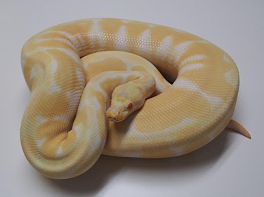 XYZReptiles's tweet image. Timing is everything, When is it OK to buy a #Breeder or #AdultBallPython?
 ow.ly/VMjBg #xyzReptiles