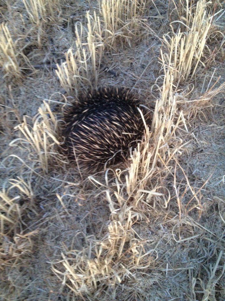 This little fella got a haircut. Still going strong though