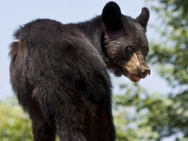 NatGeoAnimals's tweet photo. A bear's sense of smell is 7x greater than a bloodhound's. They can smell food from miles away #AnimalsGoneWild 9/8c https://t.co/VfdcmWwe8P