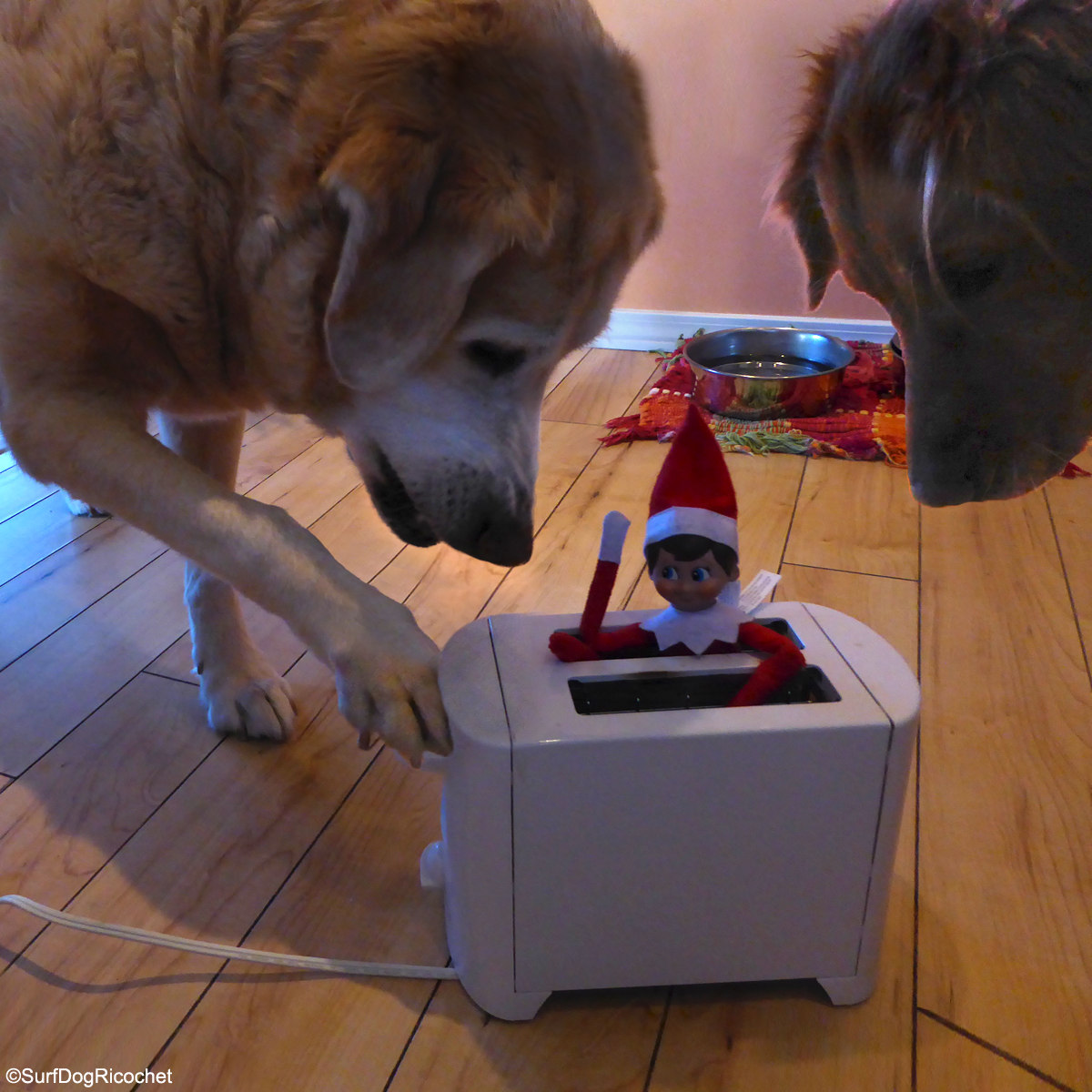 SurfDogRicochet's tweet photo. This elf is toast! #elfontheshelf #elf2015 #elfonashelf #elfonashelfgonebad #dogsvself #dogsagainstelf https://t.co/zukc5CicBV