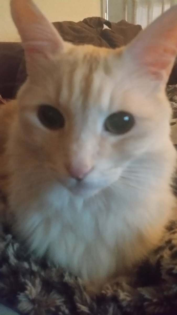 NonbinaryStarr's tweet photo. Cheeseball just barfed. Rain made him nervous. Poor Cheeseball. #NoFeetCheeseball #Cheeseloaf #HesOk https://t.co/xrP2ra4LcI