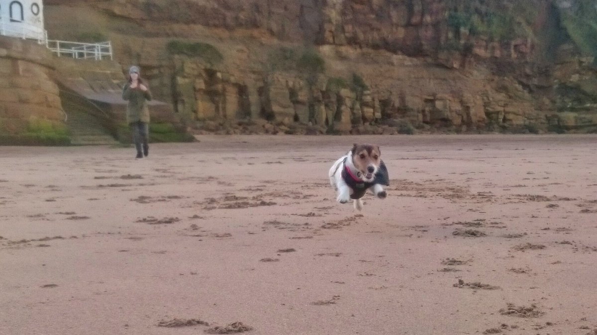 tismemick's tweet photo. Seaside baby #whitby @Whit_by @gazetteinwhitby @wonderfulwhitby #jackrussell https://t.co/lYG5B7qDHm